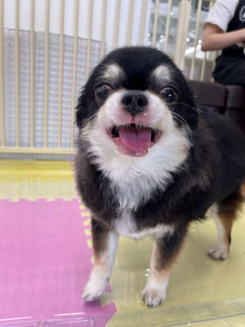 こまめちゃん＆カプチーノちゃん🐶
本日は2頭ともふうちゃんやププちゃん、、マロンちゃん達に匂いをかがれたり、体験の子に挨拶を教えてあげたりしてコミュニケーションを教えてくれていました👍

🐾🐶愛犬のお悩みご相談ください🐶🐾
@kenkohmura_official
 ↑フォロー待ってます↑

〒955-0091 新潟県三条市上須頃大割４２８−１
☎︎ 0256-35-2571
✉️ info@kenkohmura.jp
HP: https://kenkohmura.jp
LINE: https://lin.ee/7LIz5sb

#犬幸村#犬の幼稚園 #吠える、噛む #犬のしつけ #トイレ
チワワチワワ可愛いチワワ倶楽部チワワ可愛すぎるチワワ倶楽部