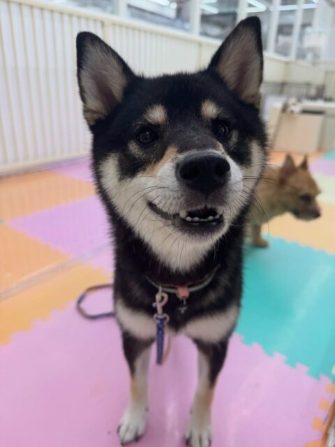 つむぎちゃん🐶
本日は、鶴丸やコタローちゃん達と一緒に匂いを嗅ぎ合ったり、挨拶をしあったりして上手にコミュニケーションを取っていました👍
だんだん落ち着きも増えて来てみんなと入れる時間も増えて来ました👏

🐾🐶愛犬のお悩みご相談ください🐶🐾
@kenkohmura_official
 ↑フォロー待ってます↑

〒955-0091 新潟県三条市上須頃大割４２８−１
☎︎ 0256-35-2571
✉️ info@kenkohmura.jp
HP: https://kenkohmura.jp
LINE: https://lin.ee/7LIz5sb

#犬幸村#犬の幼稚園 #吠える、噛む #犬のしつけ #トイレ
柴犬柴犬可愛い柴犬大好き柴犬可愛いすぎる柴犬大好き