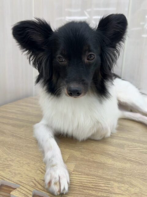リラちゃん🐶
本日はマロンちゃんと一緒に遊んだり、夕方には隣で仲良くお昼寝をしたりして、マロンちゃんタイムを満喫していました🤭

🐾🐶愛犬のお悩みご相談ください🐶🐾
@kenkohmura_official
 ↑フォロー待ってます↑

〒955-0091 新潟県三条市上須頃大割４２８−１
☎︎ 0256-35-2571
✉️ info@kenkohmura.jp
HP: https://kenkohmura.jp
LINE: https://lin.ee/7LIz5sb

#犬幸村#犬の幼稚園 #吠える、噛む #犬のしつけ #トイレ
ミックスミックス犬ミックス犬可愛いミックス犬倶楽部ミックス犬可愛すぎる
