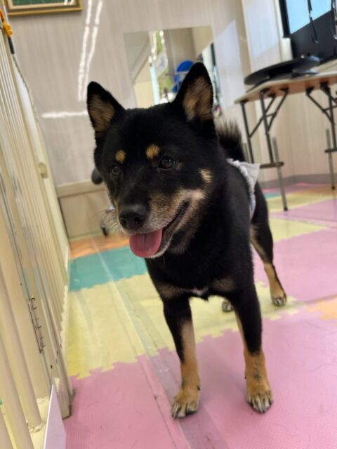 コタローちゃん🐶
本日歯磨きトレーニングを開始して11ヶ月が経ちました🦷
歯の状態は変わりなく、すごく綺麗なのでこのまま継続を意識して頑張っていきましょう✊

園内ではニコペットのちびっ子達やププちゃん、つむぎちゃん、鶴丸達と走り回ったり、みんなでワンプロを仕掛けあったりして楽しそうに過ごしていました🤭

🐾🐶愛犬のお悩みご相談ください🐶🐾
@kenkohmura_official
 ↑フォロー待ってます↑

〒955-0091 新潟県三条市上須頃大割４２８−１
☎︎ 0256-35-2571
✉️ info@kenkohmura.jp
HP: https://kenkohmura.jp
LINE: https://lin.ee/7LIz5sb

#犬幸村#犬の幼稚園 #吠える、噛む #犬のしつけ #トイレ
柴犬柴犬可愛い柴犬大好き柴犬可愛いすぎる柴犬倶楽部