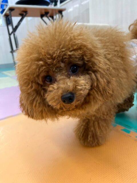 ププちゃん🐶
本日もニコペットのちびっ子達やコタローちゃん達と走り回ったり、みんなでワンプロを仕掛けあったりして楽しそうにして過ごしていました🤭

🐾🐶愛犬のお悩みご相談ください🐶🐾
@kenkohmura_official
 ↑フォロー待ってます↑

〒955-0091 新潟県三条市上須頃大割４２８−１
☎︎ 0256-35-2571
✉️ info@kenkohmura.jp
HP: https://kenkohmura.jp
LINE: https://lin.ee/7LIz5sb

#犬幸村#犬の幼稚園 #吠える、噛む #犬のしつけ #トイレ
トイプートイプー可愛いトイプー倶楽部トイプー可愛いすぎるトイプー大好き