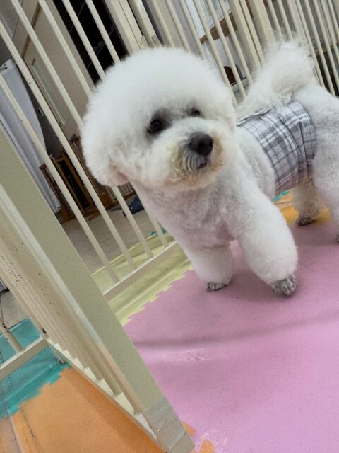 大吉ちゃん🐶
本日はピピちゃんやポンちゃん、ぽん太達が気になるようで、遊びを誘ってみたり、ちょっかいを出したりしてアピールをして過ごしていました🤭

🐾🐶愛犬のお悩みご相談ください🐶🐾
@kenkohmura_official
 ↑フォロー待ってます↑

〒955-0091 新潟県三条市上須頃大割４２８−１
☎︎ 0256-35-2571
✉️ info@kenkohmura.jp
HP: https://kenkohmura.jp
LINE: https://lin.ee/7LIz5sb

#犬幸村#犬の幼稚園 #吠える、噛む #犬のしつけ #トイレ
ビションビション大好きビション倶楽部ビション可愛いすぎるビション大好き