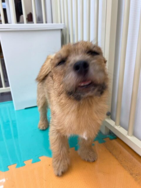 本日の鶴丸🐶
本日はつむぎちゃんを遊びに誘ってみたり、コタローちゃんとワンプロを仕掛けあったりしてみんなに遊んでもらいました🙇

🐾🐶愛犬のお悩みご相談ください🐶🐾
@kenkohmura_official
 ↑フォロー待ってます↑

〒955-0091 新潟県三条市上須頃大割４２８−１
☎︎ 0256-35-2571
✉️ info@kenkohmura.jp
HP: https://kenkohmura.jp
LINE: https://lin.ee/7LIz5sb

#犬幸村#犬の幼稚園 #吠える、噛む #犬のしつけ #トイレ
ノーリッチテリアノーリッチテリア可愛いノーリッチテリア大好きノーリッチテリア倶楽部ノーリッチテリア大好き