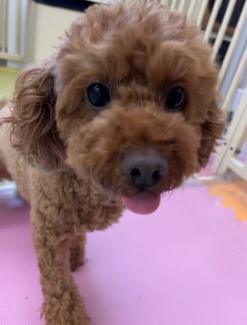 もこちゃん🐶
本日はニコペットのちびっ子達やププちゃん達と走ってみたり、みんなに構ってアピールをされてしつこいよ‼️とキレてみたりしました🤭
本日も、もこ先生にお世話になりました🙇

🐾🐶愛犬のお悩みご相談ください🐶🐾
@kenkohmura_official
 ↑フォロー待ってます↑

〒955-0091 新潟県三条市上須頃大割４２８−１
☎︎ 0256-35-2571
✉️ info@kenkohmura.jp
HP: https://kenkohmura.jp
LINE: https://lin.ee/7LIz5sb

#犬幸村#犬の幼稚園 #吠える、噛む #犬のしつけ #トイレ
トイプートイプー可愛いトイプー倶楽部トイプー可愛いすぎるトイプー大好き