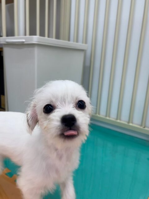 初来園のちまきちゃん🐶
本日はニコペットのちびっ子達と走り回ったり、みんなで激しいワンプロを仕掛けあったりして本当に初来園か疑うレベルで楽しめていました🤣
たくさんお友達もできて楽しそうでした👍

🐾🐶愛犬のお悩みご相談ください🐶🐾
@kenkohmura_official
 ↑フォロー待ってます↑

〒955-0091 新潟県三条市上須頃大割４２８−１
☎︎ 0256-35-2571
✉️ info@kenkohmura.jp
HP: https://kenkohmura.jp
LINE: https://lin.ee/7LIz5sb

#犬幸村#犬の幼稚園 #吠える、噛む #犬のしつけ #トイレ
ミックスミックス犬ミックス犬可愛いミックス犬大好きミックス犬倶楽部