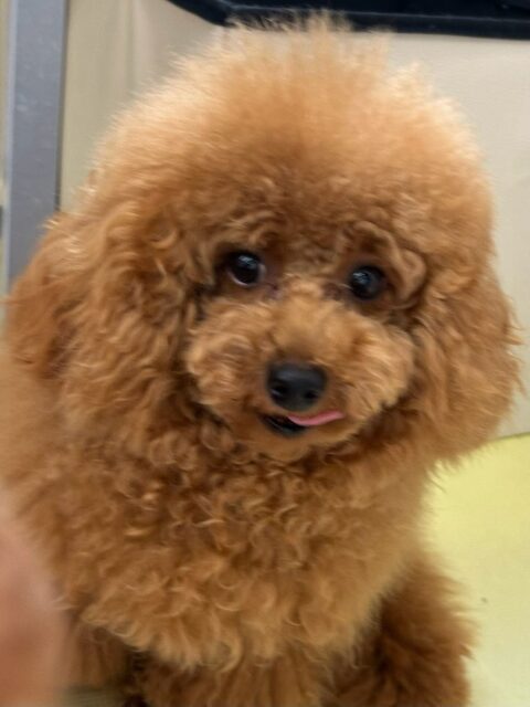 ププちゃん🐶
ナッツちゃんやロンちゃんが気に入ったみたいで仲良く遊んでいました😄
お散歩トレーニングでは今日もルンルンでした🎶
🐾🐶愛犬のお悩みご相談ください🐶🐾
@kenkohmura_official
↑フォロー待ってます↑
〒955-0091 新潟県三条市上須頃大割428−1
☎︎ 0256-35-2571
✉️ info@kenkohmura.jp
HP: https://kenkohmura.jp
LINE: https://lin.ee/7LIz5sb
#犬幸村#犬の幼稚園 #吠える噛む #犬のしつけ #トイレ
トイプードル トイプードル可愛い トイプードル大好き