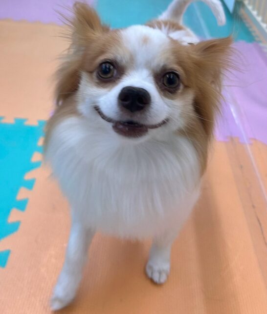 チョコちゃん🐶
ベンの事が気に入ったみたいで遊びに誘っていたり、ナッツちゃんやロンちゃんと楽しそうに遊んでいました😊
🐾🐶愛犬のお悩みご相談ください🐶🐾
@kenkohmura_official
↑フォロー待ってます↑
〒955-0091 新潟県三条市上須頃大割428−1
☎︎ 0256-35-2571
✉️ info@kenkohmura.jp
HP: https://kenkohmura.jp
LINE: https://lin.ee/7LIz5sb
#犬幸村#犬の幼稚園 #吠える噛む #犬のしつけ #トイレ
ミックス犬 ミックス犬可愛い ミックス犬大好き
