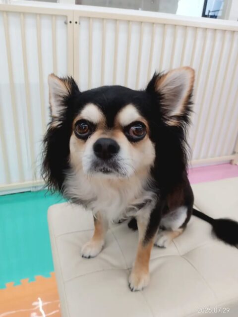 ゴロー丸ちゃん🐶
ニコペットにいるポメラニアンちゃんやチワワちゃんが気になって一緒に走っていました😆

🐾🐶愛犬のお悩みご相談ください🐶🐾
@kenkohmura_official
 ↑フォロー待ってます↑

〒955-0091 新潟県三条市上須頃大割４２８−１
☎︎ 0256-35-2571
✉️ info@kenkohmura.jp
HP: https://kenkohmura.jp
LINE: https://lin.ee/7LIz5sb

#犬幸村#犬の幼稚園 #吠える、噛む #犬のしつけ #トイレ　チワワ　チワワ大好き