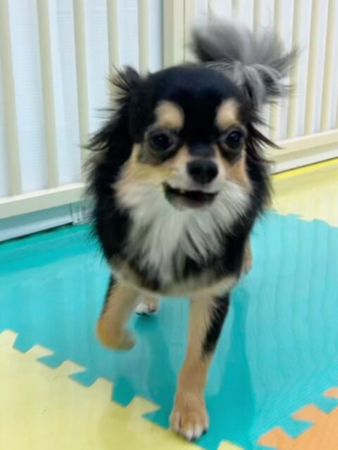 きりまるちゃん&まろちゃん🐶
今日はきりちゃんは子犬達が遊んでいるのを眺めたり、色んな子と挨拶したりしていました😊
まろちゃんは風夾ちゃんと遊んだり、きりちゃんと追いかけっこをしていました😆
2人とも甘えん坊でスタッフに甘えてくる姿が可愛かったです💗

🐾🐶愛犬のお悩みご相談ください🐶🐾
@kenkohmura_official
 ↑フォロー待ってます↑

〒955-0091 新潟県三条市上須頃大割４２８−１
☎︎ 0256-35-2571
✉️ info@kenkohmura.jp
HP: https://kenkohmura.jp
LINE: https://lin.ee/7LIz5sb

#犬幸村#犬の幼稚園 #吠える、噛む #犬のしつけ #トイレ
チワワ　ちわわ　チワワだいすき