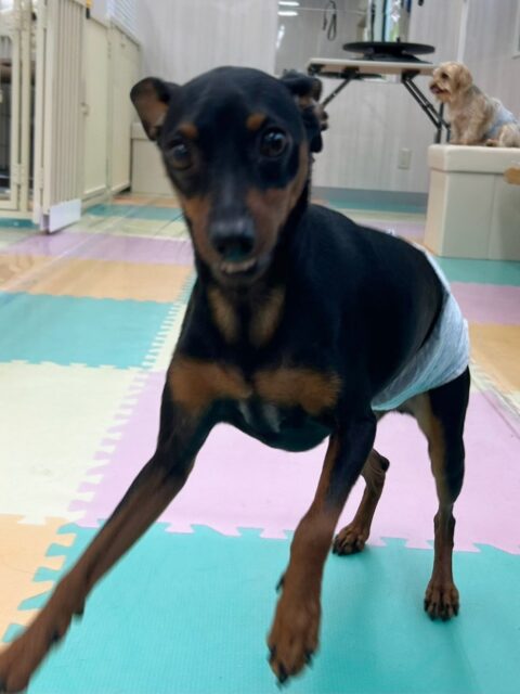 ちょこたんちゃん🐶
ナッツちゃんやロンちゃんとおしゃべりしたりワンプロしたりしながら遊んでいました✨️
お散歩トレーニングでは上手に歩いていました🙌
🐾🐶愛犬のお悩みご相談ください🐶🐾
@kenkohmura_official
↑フォロー待ってます↑
〒955-0091 新潟県三条市上須頃大割428−1
☎︎ 0256-35-2571
✉️ info@kenkohmura.jp
HP: https://kenkohmura.jp
LINE: https://lin.ee/7LIz5sb
#犬幸村#犬の幼稚園 #吠える噛む #犬のしつけ #トイレ
ミニチュアピンシャー ミニチュアピンシャー可愛い ミニチュアピンシャー大好き