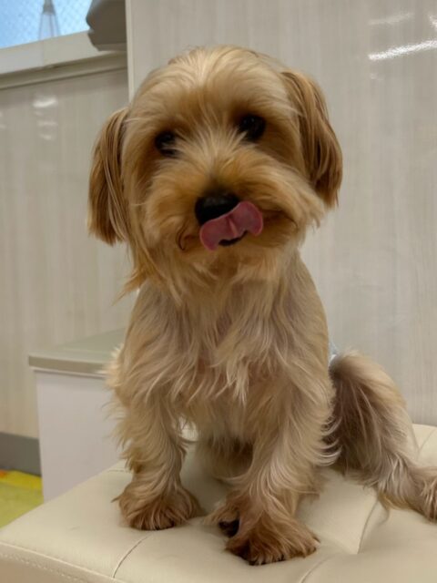 ロンちゃん🐶
ゆずちゃんと楽しそうに遊んだり、ちょこたんやチョコちゃんとも仲良く遊んでいました😊
お手入れも頑張っていました✨️
🐾🐶愛犬のお悩みご相談ください🐶🐾
@kenkohmura_official
↑フォロー待ってます↑
〒955-0091 新潟県三条市上須頃大割428−1
☎︎ 0256-35-2571
✉️ info@kenkohmura.jp
HP: https://kenkohmura.jp
LINE: https://lin.ee/7LIz5sb
#犬幸村#犬の幼稚園 #吠える噛む #犬のしつけ #トイレ
ヨークシャーテリア ヨークシャーテリア可愛い ヨークシャーテリア大好き
