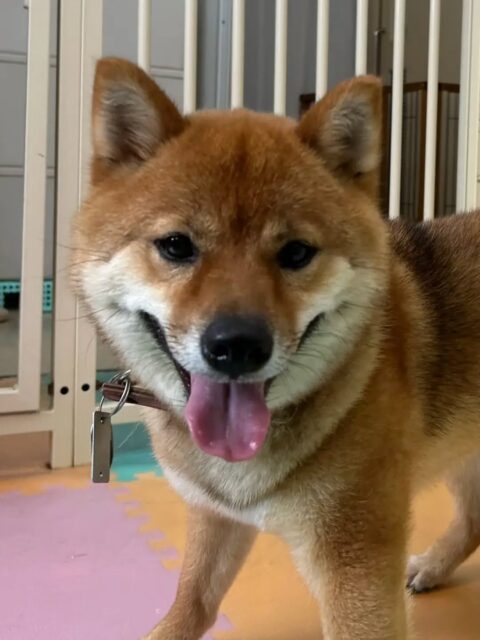 コロンちゃん🐶
マルちゃんとプロレスごっこをしたり楽しそうに遊んでいました😆

🐾🐶愛犬のお悩みご相談ください🐶🐾
@kenkohmura_official
 ↑フォロー待ってます↑

〒955-0091 新潟県三条市上須頃大割４２８−１
☎︎ 0256-35-2571
✉️ info@kenkohmura.jp
HP: https://kenkohmura.jp
LINE: https://lin.ee/7LIz5sb

#犬幸村#犬の幼稚園 #吠える、噛む #犬のしつけ #トイレ　柴犬　柴犬大好き