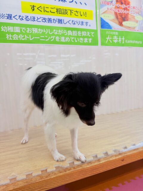 リラちゃん🐶
歯磨きトレーニングを初めて約1年5ヶ月が経過しました!継続的に行っていることで綺麗な状態を保ち続けることができています!✨️
今日は、仲良しのマロンちゃんと、 お喋りしたりわんプロしたりして遊んでいました!😊
また、遊び疲れるとイスの下や机の下でのんびりくつろいでいました!😆
🐾🐶愛犬のお悩みご相談ください🐶🐾
@kenkohmura_official
↑フォロー待ってます↑
☎︎ 0〒955-0091 新潟県三条市上須頃大割428−1256-35-2571
✉️ info@kenkohmura.jp
HP: https://kenkohmura.jp
LINE: https://lin.ee/7LIz5sb
#犬幸村#犬の幼稚園 #吠える、噛む #犬のしつけ #トイレ ミックス犬 ミックス犬大好き ミックス犬大好き倶楽部