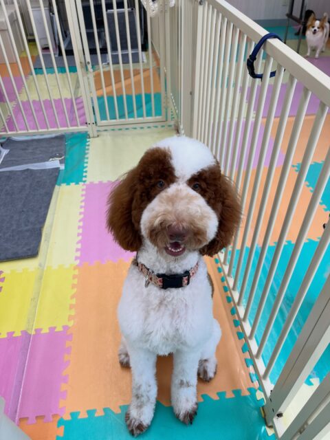 バロンちゃん🐶
ニコペットにいるミックス犬ちゃんとに遊びに誘われていたり、仲良しのロンちゃんと挨拶していました😆
🐾🐶愛犬のお悩みご相談ください🐶🐾
@kenkohmura_official
↑フォロー待ってます↑
〒955-0091 新潟県三条市上須頃大割428−1
☎︎ 0256-35-2571
✉️ info@kenkohmura.jp
HP: https://kenkohmura.jp
LINE: https://lin.ee/7LIz5sb
#犬幸村#犬の幼稚園 #吠える噛む #犬のしつけ #トイレ
スタンダードプードル スタンダードプードル可愛い スタンダードプードル大好き