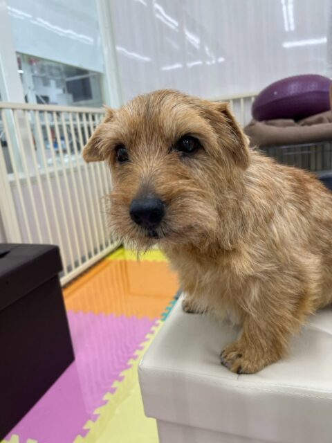 ゴローちゃん🐶
今日は、自分から他の子の匂いを嗅ぎに行ったり、挨拶しに行ったりしていました!😊
また、プラッキングが終わると「さっぱりした〜!!」と言ってそうな顔をしていました!😆
🐾🐶愛犬のお悩みご相談ください🐶🐾
@kenkohmura_official
↑フォロー待ってます↑
☎︎ 0〒955-0091 新潟県三条市上須頃大割428−1256-35-2571
✉️ info@kenkohmura.jp
HP: https://kenkohmura.jp
LINE: https://lin.ee/7LIz5sb
#犬幸村#犬の幼稚園 #吠える、噛む #犬のしつけ #トイレ ノーフォークテリア ノーフォークテリアとの暮らし ノーフォークテリア大好き