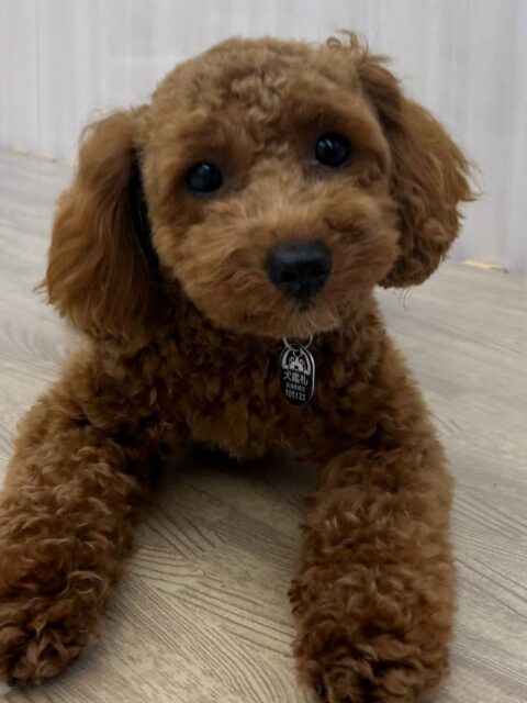 モカちゃん🐶
ちょこたんちゃんやナッツちゃんと遊んだり、ロンちゃんと挨拶していました☺️
お散歩トレーニングでは上手に隣について歩いていました👏
🐾🐶愛犬のお悩みご相談ください🐶🐾
@kenkohmura_official
↑フォロー待ってます↑
〒955-0091 新潟県三条市上須頃大割428−1
☎︎ 0256-35-2571
✉️ info@kenkohmura.jp
HP: https://kenkohmura.jp
LINE: https://lin.ee/7LIz5sb
#犬幸村#犬の幼稚園 #吠える噛む #犬のしつけ #トイレ
トイプードル トイプードル大好き トイプードル可愛い