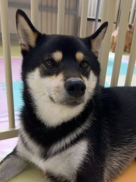 北斗ちゃん🐶
カノアちゃんを鬼ごっこに誘ったり、隅っこでのんびりお昼寝をしていました😆

🐾🐶愛犬のお悩みご相談ください🐶🐾
@kenkohmura_official
 ↑フォロー待ってます↑

〒955-0091 新潟県三条市上須頃大割４２８−１
☎︎ 0256-35-2571
✉️ info@kenkohmura.jp
HP: https://kenkohmura.jp
LINE: https://lin.ee/7LIz5sb

#犬幸村#犬の幼稚園 #吠える、噛む #犬のしつけ #トイレ　柴犬　柴犬大好き