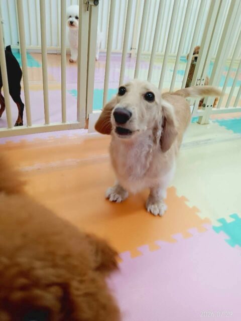 シロちゃん🐶
今日はマルちゃんやコロンちゃんなど色んな子に話しかけて
いました😊
カット中は少し遊びたそうにそわそわしていましたがお利口さんにしててくれました👏✨

🐾🐶愛犬のお悩みご相談ください🐶🐾
@kenkohmura_official
 ↑フォロー待ってます↑

〒955-0091 新潟県三条市上須頃大割４２８−１
☎︎ 0256-35-2571
✉️ info@kenkohmura.jp
HP: https://kenkohmura.jp
LINE: https://lin.ee/7LIz5sb

#犬幸村#犬の幼稚園 #吠える、噛む #犬のしつけ #トイレ
ミニチュアダックスフンド　ダックスフンド　ダックス