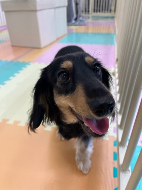 カルムちゃん🐶
今日は、スタッフが近くに来ると「構ってよー」とスタッフの足をカリカリしていました!☺️
また、自分から他の子の匂いを嗅ぎに行ったり、ププちゃんとわんプロしたりしていました!😊
🐾🐶愛犬のお悩みご相談ください🐶🐾
@kenkohmura_official
↑フォロー待ってます↑
☎︎ 0〒955-0091 新潟県三条市上須頃大割428−1256-35-2571
✉️ info@kenkohmura.jp
HP: https://kenkohmura.jp
LINE: https://lin.ee/7LIz5sb
#犬幸村#犬の幼稚園 #吠える、噛む #犬のしつけ #トイレ ミニチュアダックスフンド ダックスフンド可愛い ミニチュアダックスフンド大好き