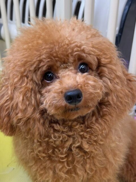 ププちゃん🐶
今日は神楽に挨拶したり色んな子達と挨拶したりしていました😊
お散歩もるんるんで楽しそうでした✨

🐾🐶愛犬のお悩みご相談ください🐶🐾
@kenkohmura_official
 ↑フォロー待ってます↑

〒955-0091 新潟県三条市上須頃大割４２８−１
☎︎ 0256-35-2571
✉️ info@kenkohmura.jp
HP: https://kenkohmura.jp
LINE: https://lin.ee/7LIz5sb

#犬幸村#犬の幼稚園 #吠える、噛む #犬のしつけ #トイレ
トイプードル　トイプー　といぷー