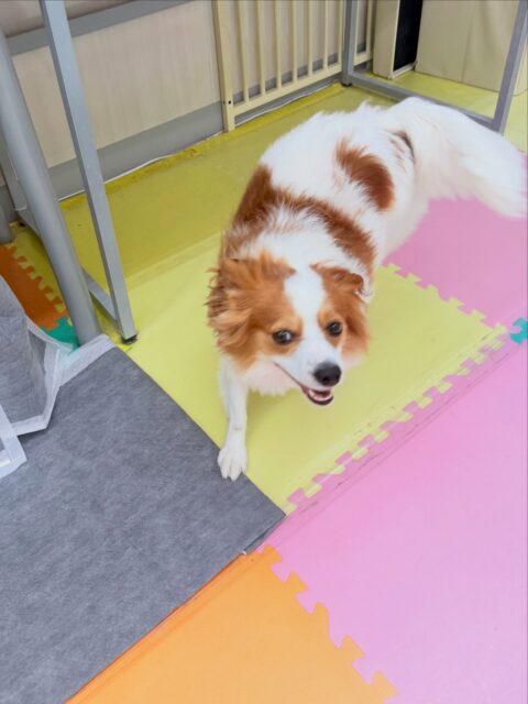 マロンちゃん🐶
今日は、朝からテンションMAXで幼稚園に来ると、ルンルンしながら園内を歩き回っていました!😊
また、仲良しのリラちゃんとツーショット写真を撮らせてくれました!😆
🐾🐶愛犬のお悩みご相談ください🐶🐾
@kenkohmura_official
↑フォロー待ってます↑
☎︎ 0〒955-0091 新潟県三条市上須頃大割428−1256-35-2571
✉️ info@kenkohmura.jp
HP: https://kenkohmura.jp
LINE: https://lin.ee/7LIz5sb
#犬幸村#犬の幼稚園 #吠える、噛む #犬のしつけ #トイレ パピヨン パピヨン大好き パピヨンとの暮らし