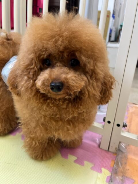 ププちゃん🐶
本日も仲良しのモカちゃんやポコちゃん達と走り回ったり、ワンプロを仕掛けあったりして仲良く大乱闘‼️みんなで遊べて幸せそうなププちゃんでした😍
🐾🐶愛犬のお悩みご相談ください🐶🐾
@kenkohmura_official
↑フォロー待ってます↑
〒955-0091 新潟県三条市上須頃大割428−1
☎︎ 0256-35-2571
✉️ info@kenkohmura.jp
HP: https://kenkohmura.jp
LINE: https://lin.ee/7LIz5sb
#犬幸村#犬の幼稚園 #吠える、噛む #犬のしつけ #トイレ
トイプートイプー可愛いトイプー倶楽部トイプー可愛いすぎるトイプー大好き
