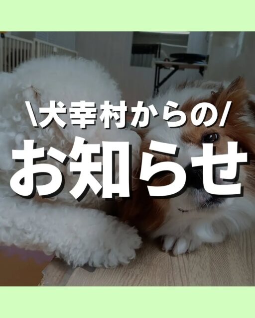 幸村からのお知らせ🐶
三条店のお盆休みは8/13(木)〜8/16(日)になります😊
🐾🐶愛犬のお悩みご相談ください🐶🐾
@kenkohmura_official
↑フォロー待ってます↑
〒955-0091 新潟県三条市上須頃大割428−1
☎︎ 0256-35-2571
✉️ info@kenkohmura.jp
HP: https://kenkohmura.jp
LINE: https://lin.ee/7LIz5sb
#犬幸村#犬の幼稚園 #吠える噛む #犬のしつけ #トイレ