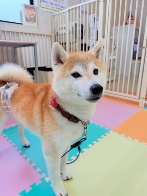 まめちゃん🐶
今日は、カメラ目線でかっこいい写真を撮らせてくれました!😍
また、チャリーちゃんと楽しそうにお喋りをしたりして遊んでいました!😆
🐾🐶愛犬のお悩みご相談ください🐶🐾
@kenkohmura_official
↑フォロー待ってます↑
☎︎ 0〒955-0091 新潟県三条市上須頃大割428−1256-35-2571
✉️ info@kenkohmura.jp
HP: https://kenkohmura.jp
LINE: https://lin.ee/7LIz5sb
#犬幸村#犬の幼稚園 #吠える、噛む #犬のしつけ #トイレ 柴犬 柴犬大好き 柴犬との暮らし