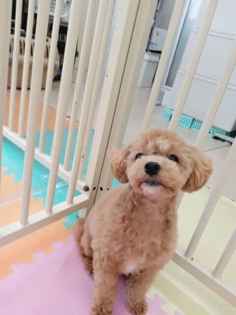 風夾ちゃん🐶

まろちゃんに遊びに誘われて、顔を手でちょんちょんとしたり楽しそうに歩き回っていました😆

🐾🐶愛犬のお悩みご相談ください🐶🐾
@kenkohmura_official
 ↑フォロー待ってます↑

〒955-0091 新潟県三条市上須頃大割４２８−１
☎︎ 0256-35-2571
✉️ info@kenkohmura.jp
HP: https://kenkohmura.jp
LINE: https://lin.ee/7LIz5sb

#犬幸村#犬の幼稚園 #吠える、噛む #犬のしつけ #トイレミックス犬　ミックス犬大好き