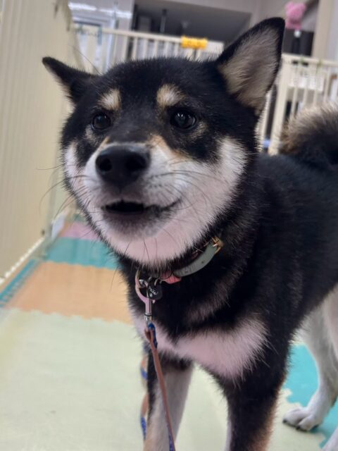 つむぎちゃん🐶
チョコちゃんと上手に挨拶できていました👏
ナッツちゃんやちょこたんちゃんと柵越しでおしゃべりしていました😄
🐾🐶愛犬のお悩みご相談ください🐶🐾
@kenkohmura_official
↑フォロー待ってます↑
〒955-0091 新潟県三条市上須頃大割428−1
☎︎ 0256-35-2571
✉️ info@kenkohmura.jp
HP: https://kenkohmura.jp
LINE: https://lin.ee/7LIz5sb
#犬幸村#犬の幼稚園 #吠える噛む #犬のしつけ #トイレ
黒柴 黒柴大好き 黒柴可愛い