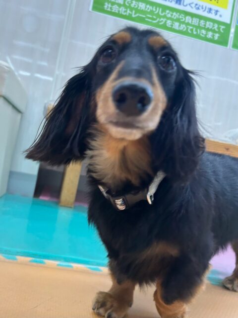クッキーちゃん🐶
モカちゃんやちょこたんちゃんが気になったみたいで上手に挨拶していました😁
🐾🐶愛犬のお悩みご相談ください🐶🐾
@kenkohmura_official
↑フォロー待ってます↑
〒955-0091 新潟県三条市上須頃大割428−1
☎︎ 0256-35-2571
✉️ info@kenkohmura.jp
HP: https://kenkohmura.jp
LINE: https://lin.ee/7LIz5sb
#犬幸村#犬の幼稚園 #吠える噛む #犬のしつけ #トイレ
ミニチュアダックスフンド ミニチュアダックスフンド可愛い ミニチュアダックスフンド大好き