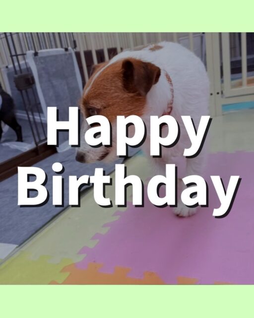 マロンちゃん🐶
6歳のお誕生日おめでとうございます!🎉
今日は、朝幼稚園に来るとベンちゃんと楽しそうにお喋りしたり、園内を散策したりしていました!😊
また、ふうちゃんのことが気にったようで、「何してるの〜」と後ろを追いかけていました!😄
🐾🐶愛犬のお悩みご相談ください🐶🐾
@kenkohmura_official
↑フォロー待ってます↑
☎︎ 0〒955-0091 新潟県三条市上須頃大割428−1256-35-2571
✉️ info@kenkohmura.jp
HP: https://kenkohmura.jp
LINE: https://lin.ee/7LIz5sb
#犬幸村#犬の幼稚園 #吠える、噛む #犬のしつけ #トイレ ジャックラッセルテリア ジャックラッセルテリア可愛い ジャックラッセルテリア大好き