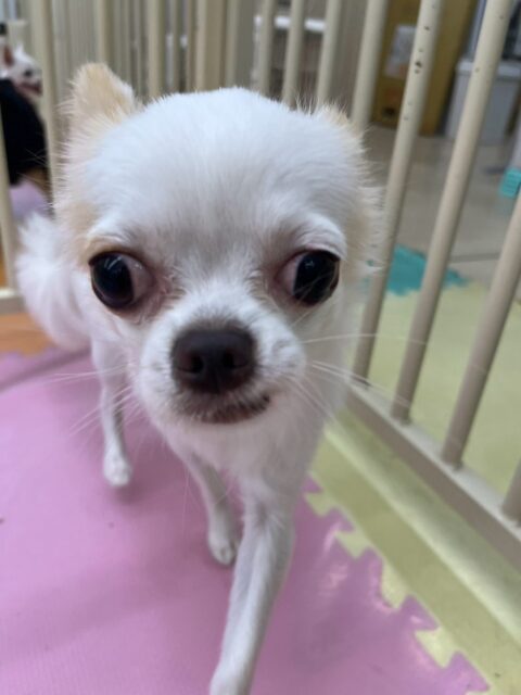 テンちゃん🐶
本日はいろんな子達とちょっかいを出し合ってみたり、アタックしてみたりといつもよりもかなり動き回れていました👍
みんなと激しく走り回れたりして満足そうな表情でした🤣
🐾🐶愛犬のお悩みご相談ください🐶🐾
@kenkohmura_official
↑フォロー待ってます↑
〒955-0091 新潟県三条市上須頃大割428−1
☎︎ 0256-35-2571
✉️ info@kenkohmura.jp
HP: https://kenkohmura.jp
LINE: https://lin.ee/7LIz5sb
#犬幸村#犬の幼稚園 #吠える、噛む #犬のしつけ #トイレ
チワワチワワ可愛いチワワ倶楽部チワワ可愛いすぎるチワワ大好き
