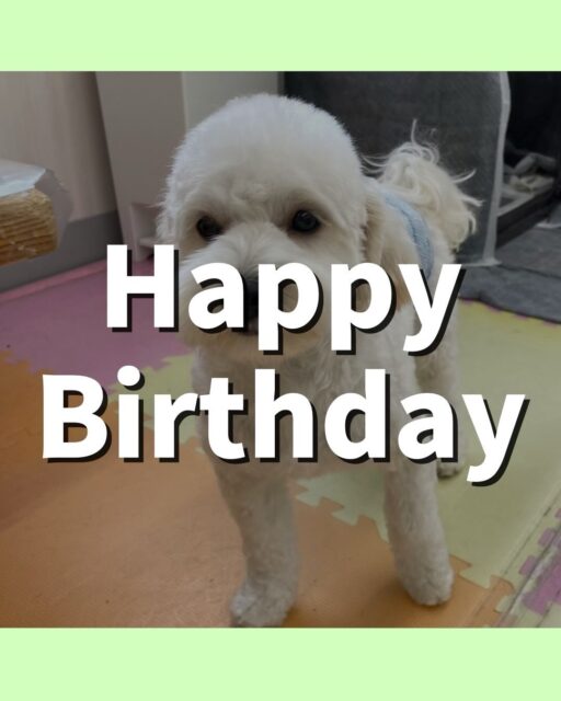 ふうちゃん🐶
1歳のお誕生日おめでとうございます!🎉
歯磨きトレーニング始めてから、6ヶ月が経過しました!コツコツ頑張ってくれているため、同じ状態を保ち続けることができています!✨️
今日は、スタッフが「カットするよ〜」と声かけられると「捕まえてみな!」と言って椅子の下で隠れていました!🥰
また、店内へお散歩に行った時は楽しそうに歩いてたり、園内では色んな子にちょっかい出されていました!🤣
🐾🐶愛犬のお悩みご相談ください🐶🐾
@kenkohmura_official
↑フォロー待ってます↑
☎︎ 0〒955-0091 新潟県三条市上須頃大割428−1256-35-2571
✉️ info@kenkohmura.jp
HP: https://kenkohmura.jp
LINE: https://lin.ee/7LIz5sb
#犬幸村#犬の幼稚園 #吠える、噛む #犬のしつけ #トイレ ミックス犬 ミックス犬大好き ミックス犬可愛い