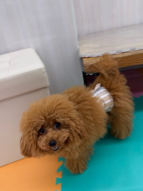 ププちゃん🐶
ニコペットにいる子達ととても楽しそうに遊んでいました🎶
お散歩トレーニングもルンルンでした😄
🐾🐶愛犬のお悩みご相談ください🐶🐾
@kenkohmura_official
↑フォロー待ってます↑
〒955-0091 新潟県三条市上須頃大割428−1
☎︎ 0256-35-2571
✉️ info@kenkohmura.jp
HP: https://kenkohmura.jp
LINE: https://lin.ee/7LIz5sb
#犬幸村#犬の幼稚園 #吠える噛む #犬のしつけ #トイレ
トイプードル トイプードル可愛い トイプードル大好き