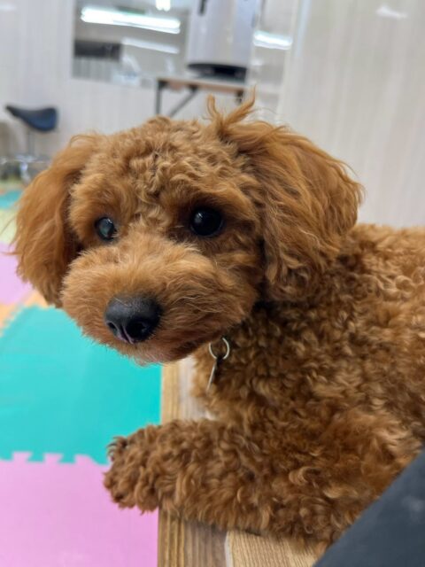 モカちゃん🐶
本日はププちゃんやポコちゃん達とワンプロを仕掛けあったり、園内を走り回ったりして、楽しんでいました🤭
お散歩も上手に歩いたり、ちょっと前のめりになってしまったりしていましたが楽しんでお散歩トレーニングができました👍
🐾🐶愛犬のお悩みご相談ください🐶🐾
@kenkohmura_official
↑フォロー待ってます↑
〒955-0091 新潟県三条市上須頃大割428−1
☎︎ 0256-35-2571
✉️ info@kenkohmura.jp
HP: https://kenkohmura.jp
LINE: https://lin.ee/7LIz5sb
#犬幸村#犬の幼稚園 #吠える、噛む #犬のしつけ #トイレ
トイプートイプー可愛いトイプー倶楽部トイプー可愛いすぎるトイプー大好き