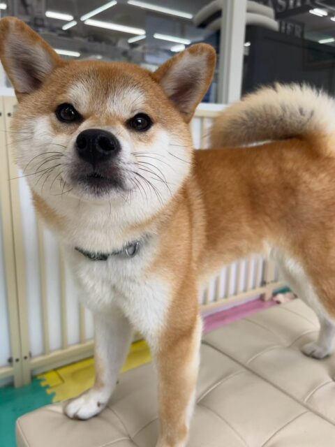 こまちゃん🐶
本日はテンちゃんやこまめちゃん達のチームチワワ達が気になって匂いを嗅いだり、挨拶をしてみたりしてコミュニケーションをとっていました🤭
🐾🐶愛犬のお悩みご相談ください🐶🐾
@kenkohmura_official
↑フォロー待ってます↑
〒955-0091 新潟県三条市上須頃大割428−1
☎︎ 0256-35-2571
✉️ info@kenkohmura.jp
HP: https://kenkohmura.jp
LINE: https://lin.ee/7LIz5sb
#犬幸村#犬の幼稚園 #吠える、噛む #犬のしつけ #トイレ
柴犬柴犬可愛い柴犬大好き柴犬可愛いすぎる柴犬倶楽部