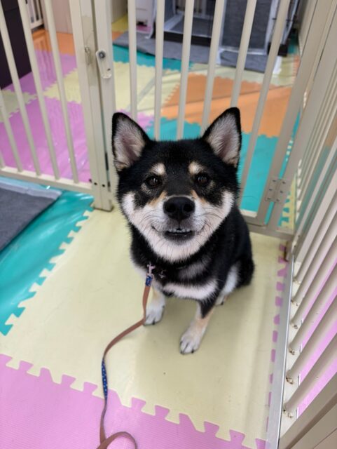 つむぎちゃん🐶
柵越しでむくちゃんと挨拶したり、鶴丸の臭いを嗅いでいたりしていました😁
🐾🐶愛犬のお悩みご相談ください🐶🐾
@kenkohmura_official
↑フォロー待ってます↑
〒955-0091 新潟県三条市上須頃大割428−1
☎︎ 0256-35-2571
✉️ info@kenkohmura.jp
HP: https://kenkohmura.jp
LINE: https://lin.ee/7LIz5sb
#犬幸村#犬の幼稚園 #吠える噛む #犬のしつけ #トイレ
黒柴 黒柴大好き 黒柴可愛い