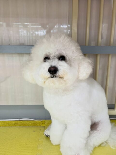 ピピちゃん🐶
むくちゃんや寅丸ちゃんに遊びに誘われていて大人気なピピちゃんでした😊
お散歩トレーニングでは上手に歩いていました👏
🐾🐶愛犬のお悩みご相談ください🐶🐾
@kenkohmura_official
↑フォロー待ってます↑
〒955-0091 新潟県三条市上須頃大割428−1
☎︎ 0256-35-2571
✉️ info@kenkohmura.jp
HP: https://kenkohmura.jp
LINE: https://lin.ee/7LIz5sb
#犬幸村#犬の幼稚園 #吠える噛む #犬のしつけ #トイレ
ビションフリーゼ ビションフリーゼ可愛い ビションフリーゼ大好き