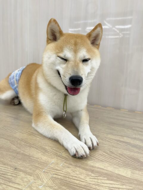寅丸ちゃん🐶
スタッフにヒップアタックしたり、ピピちゃんが気に入ったのか遊びに誘ったりしていました😊
お手入れやシャンプー頑張っていました✨️
歯磨きトレーニング開始して1年11ヶ月経過しました🦷🪥✨
これからも頑張りましょう!!
🐾🐶愛犬のお悩みご相談ください🐶🐾
@kenkohmura_official
↑フォロー待ってます↑
〒955-0091 新潟県三条市上須頃大割428−1
☎︎ 0256-35-2571
✉️ info@kenkohmura.jp
HP: https://kenkohmura.jp
LINE: https://lin.ee/7LIz5sb
#犬幸村#犬の幼稚園 #吠える噛む #犬のしつけ #トイレ
豆柴 豆柴可愛い 豆柴大好き