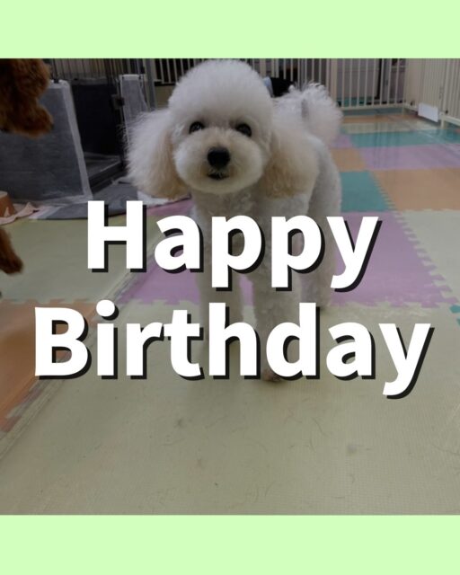 こむぎちゃん🐶
お誕生日おめでとうございます🎂👏🏻
モカちゃんと挨拶したり、ナッツちゃんに遊びに誘われていたりしていました😊
🐾🐶愛犬のお悩みご相談ください🐶🐾
@kenkohmura_official
↑フォロー待ってます↑
〒955-0091 新潟県三条市上須頃大割428−1
☎︎ 0256-35-2571
✉️ info@kenkohmura.jp
HP: https://kenkohmura.jp
LINE: https://lin.ee/7LIz5sb
#犬幸村#犬の幼稚園 #吠える噛む #犬のしつけ #トイレ
トイプードル トイプードル大好き トイプードル可愛い