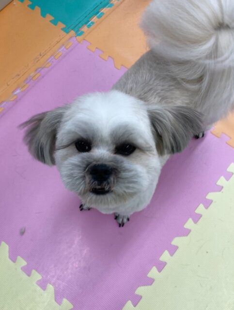 ゆずちゃん🐶
仲良しのププちゃんやロンちゃんと仲良く遊んだりしていました😄
お手入れやカットも頑張っていました✂️
🐾🐶愛犬のお悩みご相談ください🐶🐾
@kenkohmura_official
↑フォロー待ってます↑
〒955-0091 新潟県三条市上須頃大割428−1
☎︎ 0256-35-2571
✉️ info@kenkohmura.jp
HP: https://kenkohmura.jp
LINE: https://lin.ee/7LIz5sb
#犬幸村#犬の幼稚園 #吠える噛む #犬のしつけ #トイレ
ミックス犬 ミックス犬大好き ミックス犬可愛い