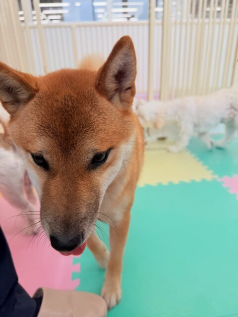 チャリーちゃん🐶
今日は、スタッフが近くに来ると「構って〜!遊ぼ〜」とスタッフにヒップアタックしていました!🤣
また、店内へお散歩に行った時はスタッフの隣を上手に歩いていました!🥰
🐾🐶愛犬のお悩みご相談ください🐶🐾
@kenkohmura_official
↑フォロー待ってます↑
☎︎ 0〒955-0091 新潟県三条市上須頃大割428−1256-35-2571
✉️ info@kenkohmura.jp
HP: https://kenkohmura.jp
LINE: https://lin.ee/7LIz5sb
#犬幸村#犬の幼稚園 #吠える、噛む #犬のしつけ #トイレ 柴犬 柴犬大好き 柴犬可愛い