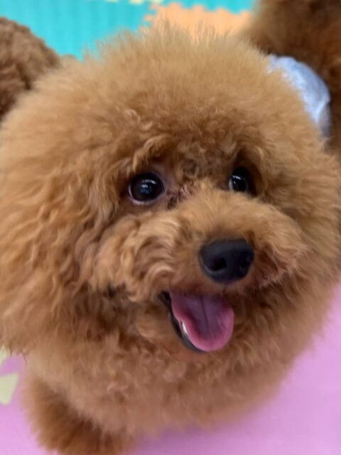 ププちゃん🐶
本日は朝からニコペットのちびっ子達やぽん太と激しいワンプロを仕掛けあったり、みんなで園内を大爆走したりして楽しんでいました👍

🐾🐶愛犬のお悩みご相談ください🐶🐾
@kenkohmura_official
 ↑フォロー待ってます↑

〒955-0091 新潟県三条市上須頃大割４２８−１
☎︎ 0256-35-2571
✉️ info@kenkohmura.jp
HP: https://kenkohmura.jp
LINE: https://lin.ee/7LIz5sb

#犬幸村#犬の幼稚園 #吠える、噛む #犬のしつけ #トイレ
トイプートイプー可愛いトイプー倶楽部トイプー可愛いすぎるトイプー大好き