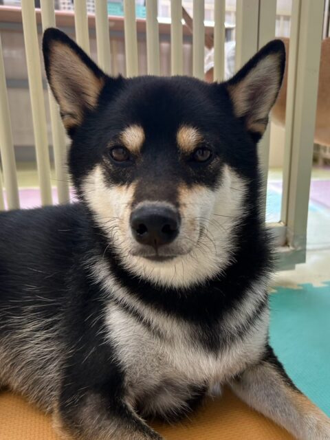 北斗ちゃん🐶
本日はBOSSちゃんや体験に来てくれた子達、スタッフと走り回ったり、はしゃいで手遊びをしたりしてあそんで過ごしていました🤭

🐾🐶愛犬のお悩みご相談ください🐶🐾
@kenkohmura_official
 ↑フォロー待ってます↑

〒955-0091 新潟県三条市上須頃大割４２８−１
☎︎ 0256-35-2571
✉️ info@kenkohmura.jp
HP: https://kenkohmura.jp
LINE: https://lin.ee/7LIz5sb

#犬幸村#犬の幼稚園 #吠える、噛む #犬のしつけ #トイレ
柴犬柴犬可愛い柴犬倶楽部柴犬可愛いすぎる柴犬大好き