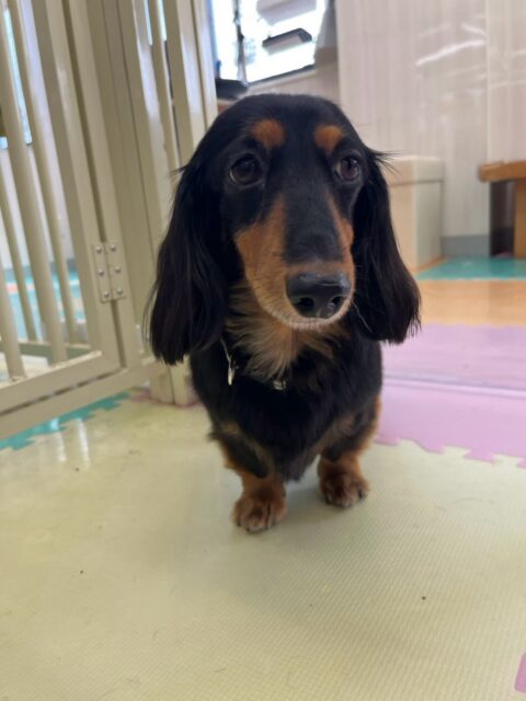 クッキーちゃん🐶
本日は、されるがままに匂いを嗅がれたり、遊びを誘われたりしていました🤭
ですがお散歩トレーニングになると前向きな姿勢でお散歩を楽しんでくれました👏

🐾🐶愛犬のお悩みご相談ください🐶🐾
@kenkohmura_official
 ↑フォロー待ってます↑

〒955-0091 新潟県三条市上須頃大割４２８−１
☎︎ 0256-35-2571
✉️ info@kenkohmura.jp
HP: https://kenkohmura.jp
LINE: https://lin.ee/7LIz5sb

#犬幸村#犬の幼稚園 #吠える、噛む #犬のしつけ #トイレ
ダックスダックス可愛いダックス倶楽部ダックス可愛いすぎるダックス倶楽部