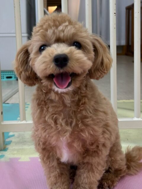 風夾ちゃん🐶
本日は初めましての子達がたくさんいる中で自分から匂いを嗅ぎにいけたり、挨拶を自分からしに行ったりしていてすごく成長を感じました‼️
他にもスタッフとの手遊びやニコペットのちびっ子達との遊びの駆け引きも楽しめていました🤭

🐾🐶愛犬のお悩みご相談ください🐶🐾
@kenkohmura_official
 ↑フォロー待ってます↑

〒955-0091 新潟県三条市上須頃大割４２８−１
☎︎ 0256-35-2571
✉️ info@kenkohmura.jp
HP: https://kenkohmura.jp
LINE: https://lin.ee/7LIz5sb

#犬幸村#犬の幼稚園 #吠える、噛む #犬のしつけ #トイレ
ミックスミックス犬ミックス犬可愛いミックス犬大好きミックス犬可愛いすぎる