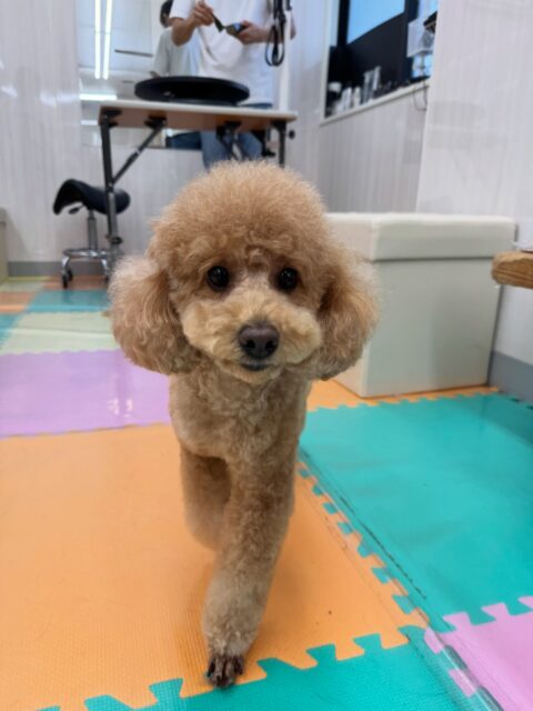 ポコちゃん🐶
本日はププちゃんやモカちゃん達と走り回ったり、みんなにちょっかいをかけたりして遊んでいました🤭
相変わらずヤンチャなポコちゃんでした👍
お散歩トレーニングも上手にスタートからゴールまで歩けて非常に頑張って最後まで歩けていてよかったです👏
🐾🐶愛犬のお悩みご相談ください🐶🐾
@kenkohmura_official
↑フォロー待ってます↑
〒955-0091 新潟県三条市上須頃大割428−1
☎︎ 0256-35-2571
✉️ info@kenkohmura.jp
HP: https://kenkohmura.jp
LINE: https://lin.ee/7LIz5sb
#犬幸村#犬の幼稚園 #吠える、噛む #犬のしつけ #トイレ
トイプートイプー可愛いトイプー大好きトイプー可愛いすぎるトイプー大好き