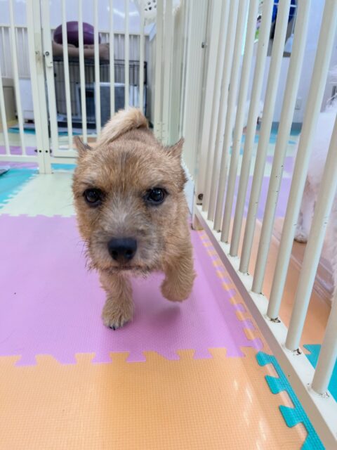本日の鶴丸🐶
寅丸ちゃんが気に入ったみたいで遊びに誘っていました✨️
🐾🐶愛犬のお悩みご相談ください🐶🐾
@kenkohmura_official
↑フォロー待ってます↑
〒955-0091 新潟県三条市上須頃大割428−1
☎︎ 0256-35-2571
✉️ info@kenkohmura.jp
HP: https://kenkohmura.jp
LINE: https://lin.ee/7LIz5sb
#犬幸村#犬の幼稚園 #吠える噛む #犬のしつけ #トイレ
ノーリッチテリア ノーリッチテリア可愛い ノーリッチテリア大好き