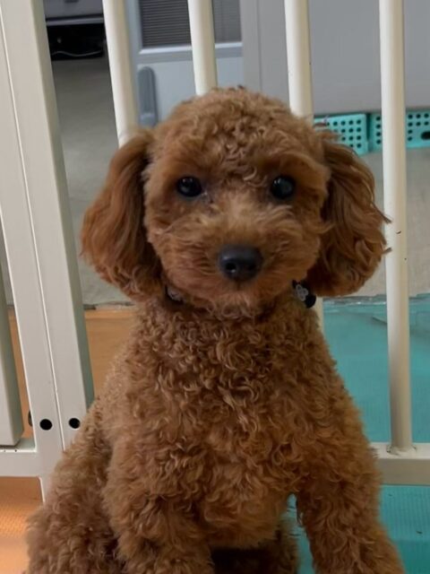 モカちゃん🐶
本日歯磨きトレーニングを開始して6ヶ月が経ちました🪥
歯の状態はスタート時と変わらずに綺麗です‼️このまま継続を意識して頑張っていきましょう✊

園内ではププちゃんや、ぽん太達と走り回ったり、激しいワンプロを仕掛けあったりして楽しんでいました🤭

🐾🐶愛犬のお悩みご相談ください🐶🐾
@kenkohmura_official
 ↑フォロー待ってます↑

〒955-0091 新潟県三条市上須頃大割４２８−１
☎︎ 0256-35-2571
✉️ info@kenkohmura.jp
HP: https://kenkohmura.jp
LINE: https://lin.ee/7LIz5sb

#犬幸村#犬の幼稚園 #吠える、噛む #犬のしつけ #トイレ
トイプートイプー可愛いトイプー倶楽部トイプー可愛いすぎるトイプー大好き